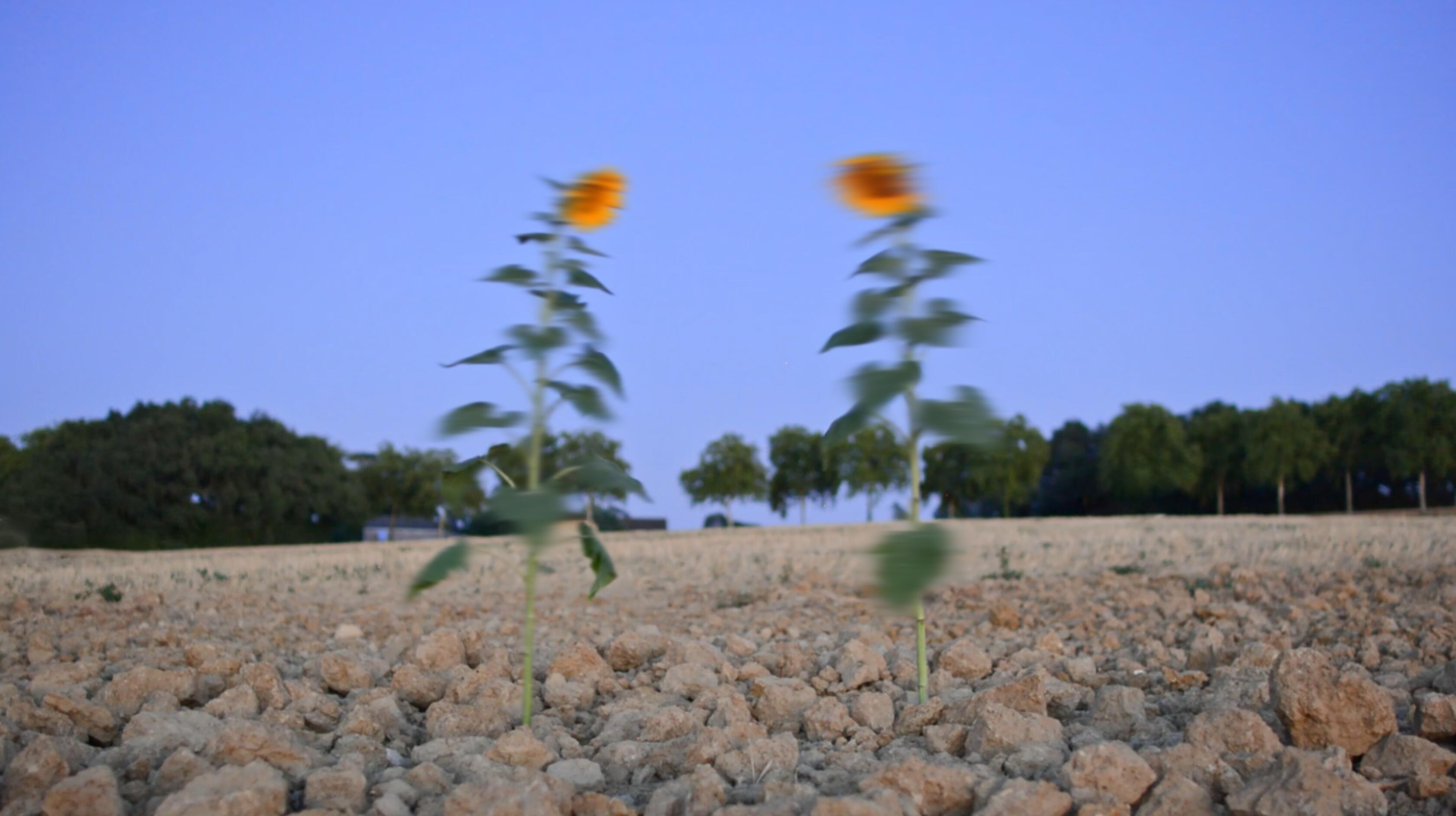 les-tournesols---motion-blur-4